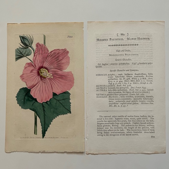 6 Curtis 1800’s Hand-colored Engravings Peony, Hibiscus, Camellia, Water Lily - Picture 3 of 13